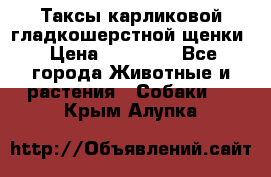 Таксы карликовой гладкошерстной щенки › Цена ­ 20 000 - Все города Животные и растения » Собаки   . Крым,Алупка